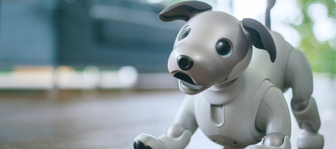 cão-robot mais inteligente do mundo
